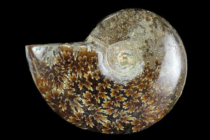 Polished, Agatized Ammonite (Cleoniceras) - Madagascar #119036